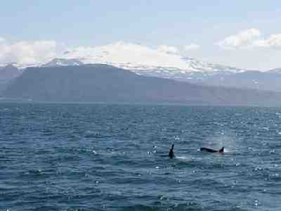 Wild orcas off Iceland, undated/HomeAway, holiday-rentals.co.uk