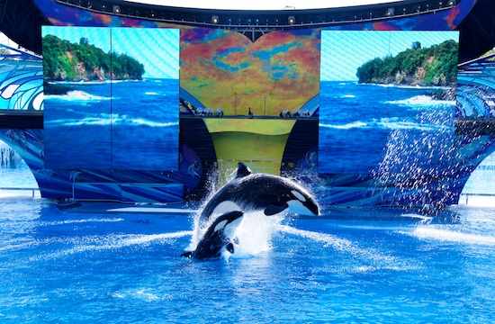 Unidentified orcas jump before LED screens during premiere of "One Ocean," SeaWorld Orlando, April 22 2011/Orlando Attractions Magazine, AttractionsMagazine.com