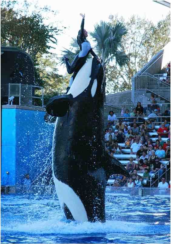Kalina, now deceased, and unidentified trainer, SeaWorld Orlando, Feb 7 2009/Orcalover109, outdoors.webshots.com