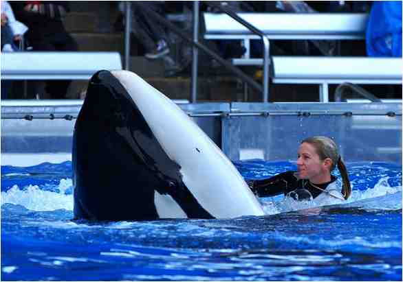 Kalina, now deceased, and unidentified trainer, SeaWorld Orlando, Dec 13 2008/orcalover109, outdoors.webshots.com 