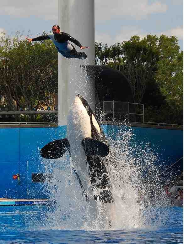Katina launches unidentified trainer in high dive, SeaWorld Orlando, April 19 2008/orcalover109, outdoors.webshots.com