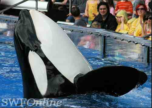 Katina, born in the wild and captured off Iceland in October 1978 at about age two, at SeaWorld Orlando, Dec 24 2009/SWFOnline, Orcasw, flickr.com