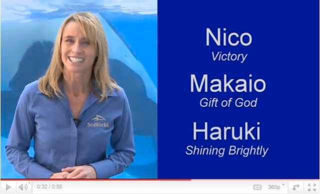 SeaWorld Orlando Director of training Kelly Flaherty Clark announces name the baby contest/SeaWorld, youtube.com