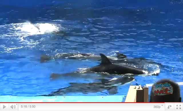 Orcas swim during a moment of downtime as Spencer Lee performs "One Song" during premiere of "One Ocean," SeaWorld Orlando, April 22 2011, image from video/InsideTheMagic, youtube.com