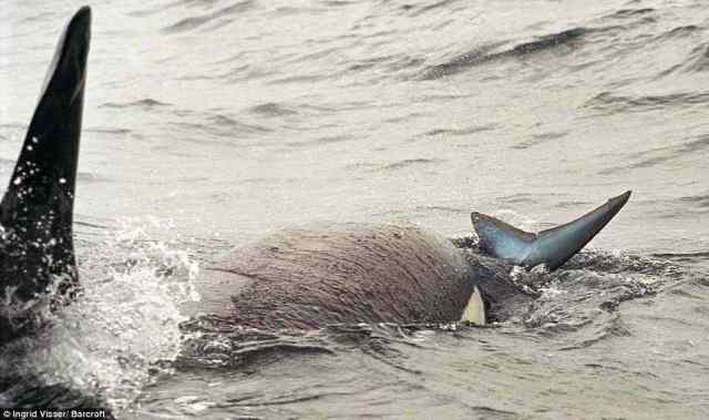 Killer whale attacks Mako shark off New Zealand, Nov 2009/Ingrid Visser, Barcroft, Mailonline, dailymail.co.uk