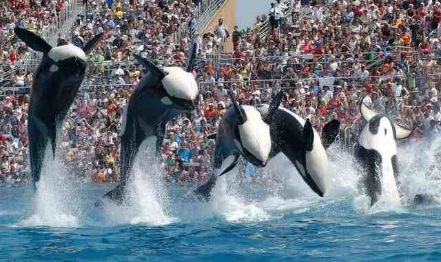 Unidentified orcas perform in "Believe," SeaWorld San Diego, 2006/signonsandiego.com