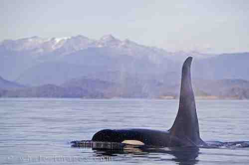 Male killer whale off Vancouver Island, British Columbia, undated/whale-images.com