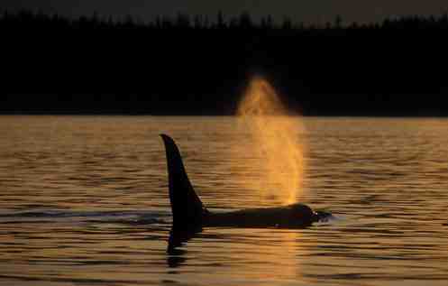 Male killer whale, Johnstone Strait, British Columbia, undated/Stubbs Island Whale Watching, stubbs-island.com