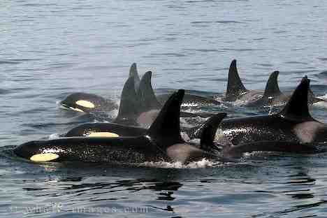 Large killer whale family off Northern Vancouver Island, Canada, undated /whale-images.com