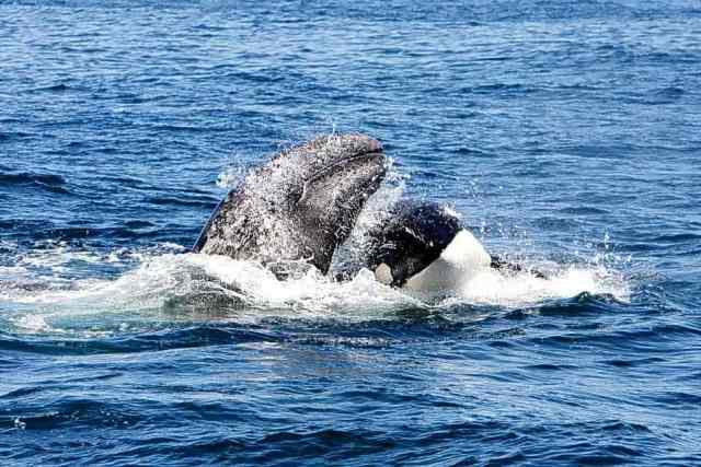 Member of pack of hunting orcas rams grey whale calf, which soon becomes their meal, Monterey Bay, CA, August 2008/mailonline, dailymail.co.uk 