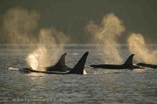 Killer whale family, location & date unknown/whale-images.com