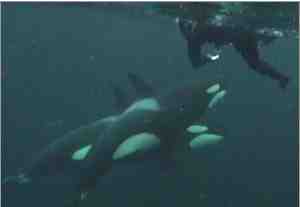Snorkeler with orcas, Norway, 2007/Anthony Mayer, Wildlife Extra, wildlifeextra.com