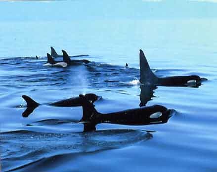 Killer whales, location and date unknown/courses.washington.edu