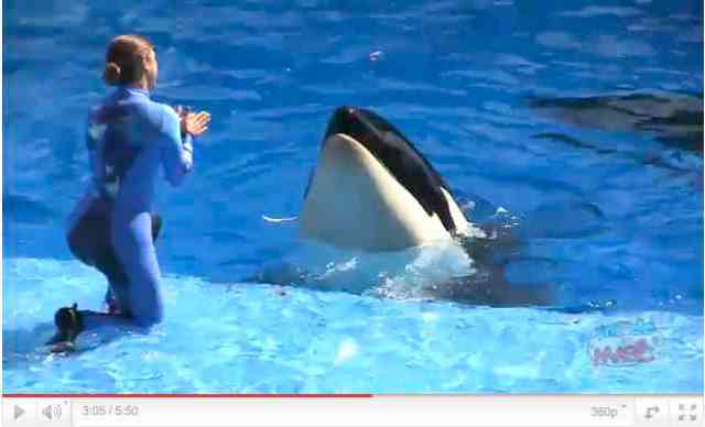Unidentified orca and trainer perform in premiere of "One Ocean," SeaWorld Orlando, April 22 2011, image from video/InsideTheMagic, youtube.com