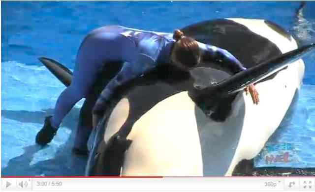 Unidentified Orca & trainer perform in debut of "One Ocean," SeaWorld Orlando, April 22 2011, image from video/InsideTheMagic, youtube.com