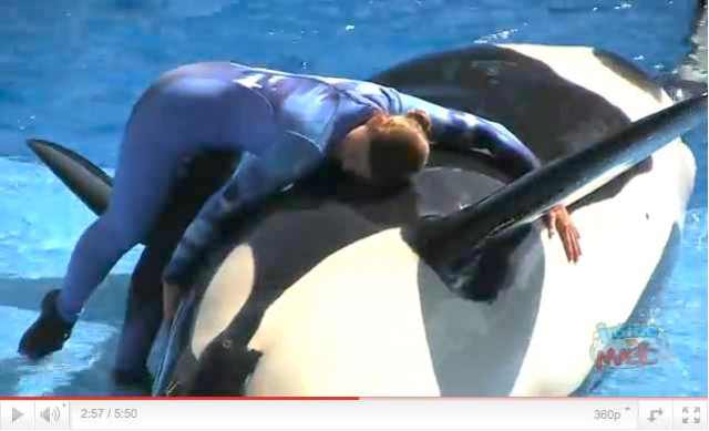 Unidentified Orca & trainer perform in debut of "One Ocean," SeaWorld Orlando, April 22 2011, image from video/InsideTheMagic, youtube.com