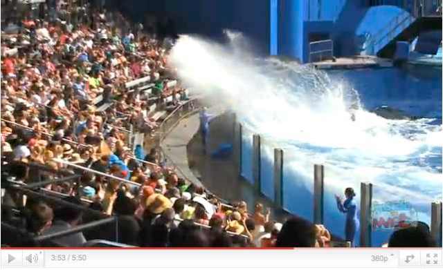 Tilikum splashes crowd at debut of "One Ocean," SeaWorld Orlando, April 22, image from video/InsideTheMagic, youtube.com 