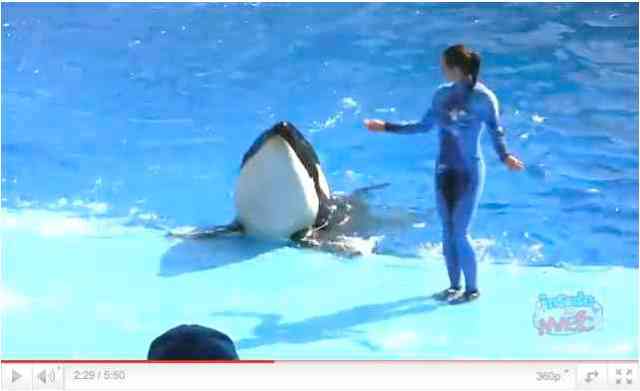 Unidentified trainer and orca do a wiggle at tank edge during premiere performance of "One Ocean," April 22 2011, image from video/InsideTheMagic, youtube.com