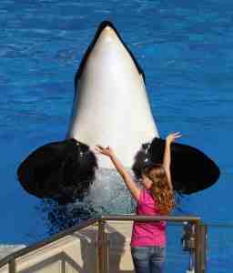 Child gives command to anonymous Shamu, SeaWorld San Diego, undated/travelingdiva.com 