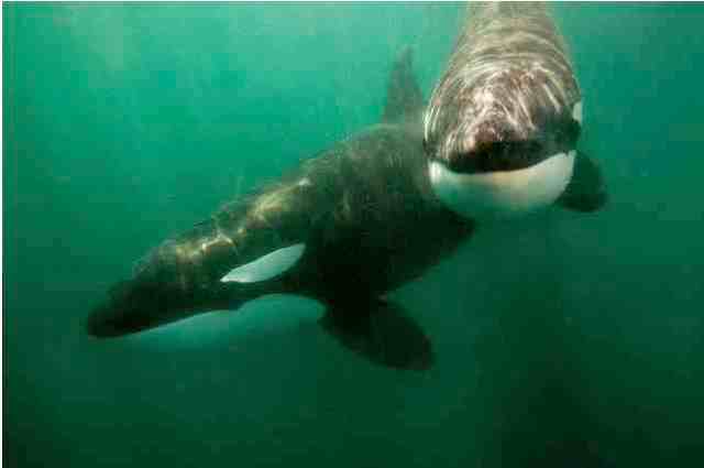 Killer Whales, Sea of Cortez, Feb 8 2009/James R.D. Scott, flickr.com