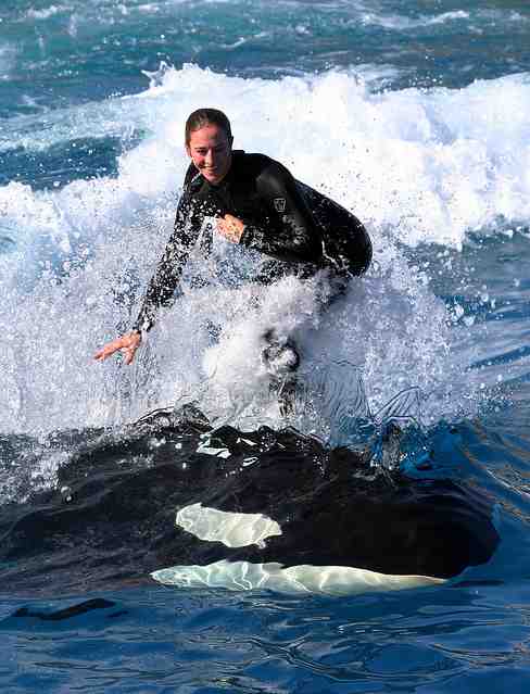 Trainer Liz Mainwaring surfs on back of unidentified orca, SeaWorld San Diego, March 8 2007/ibcali, flickr.com