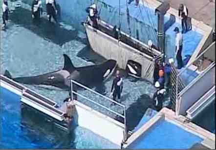 Sumar's body is removed from tank as another orca, possibly Corky, stays close, SeaWorld San Diego, Sept 7 2010/nbcsandiego.com