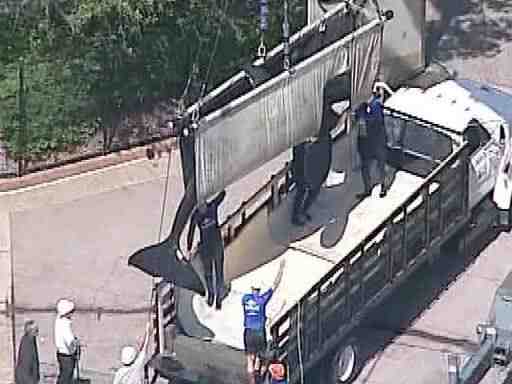 Body of 12-year-old captive-born killer whale Sumar is lifted onto truck after his sudden death at SeaWorld San Diego on Sept 7, 2010/10 News, signonsandiego.com