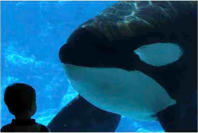 Tilikum and young visitor regard each other, SeaWorld Orlando, Sept 15 2010/TheTucuxi Meaghan, flickr.com