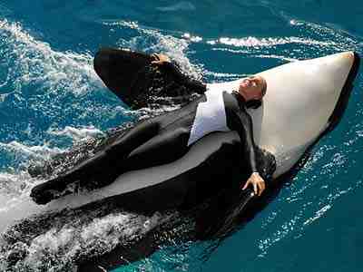 Unidentified trainer and orca, SeaWorld San Diego, undated/sightseeingworld.com