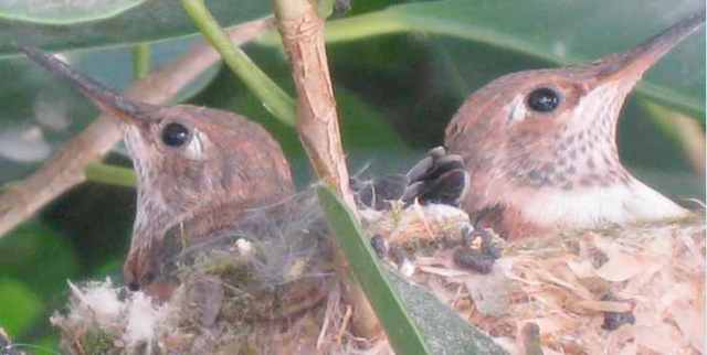 Baby hummies in the nest, Nichols Canyon, Los Angeles, April 2010/Larry Grobel