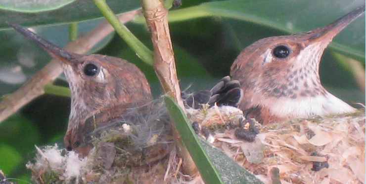 Baby hummies in the nest, Nichols Canyon, Los Angeles, April 2010/Larry Grobel