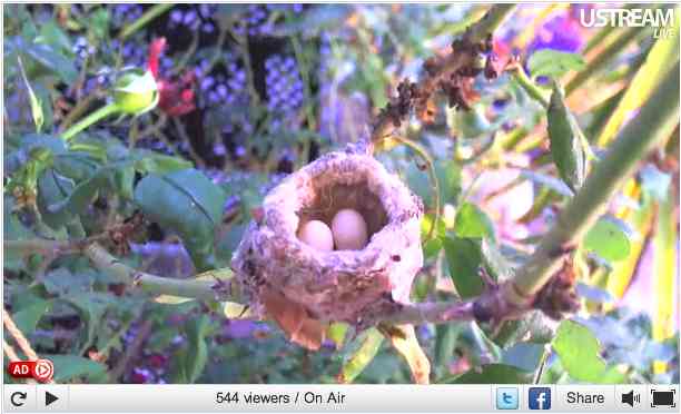 Channel Island Hummingbird eggs in nest, Orange County, CA, May 29, 2011/Pungh0li0, USStream Mobile, usstream.tv