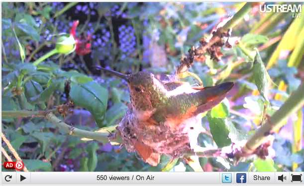 Phoebe, a Channel Island Allen Hummingbird on her nest in Orange County, CA, May 29, 2011/Pungh0li0, USStream Mobile, usstream.tv