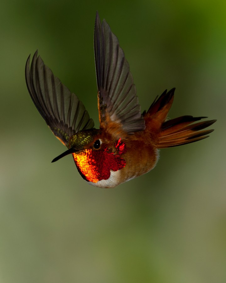 Rufous Hummingbird, Okanagan Valley, British Columbia, May 5, 2011/Roy Hancliff, royhancliff.com