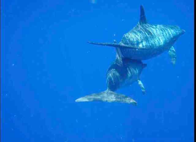 Spotted dolphins, Bahamas, July 13, 2011/Kaitlin Marsh