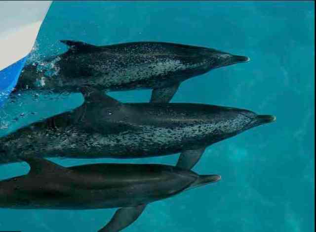 Spotted dolphins, Bahamas, July 15, 2011/Kaitlin Marsh