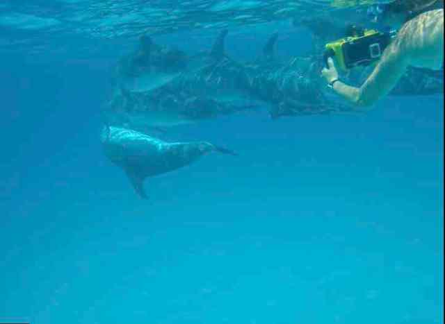 Denise Herzing & spotted dolphins, July 16, 2011/Kaitlin Marsh