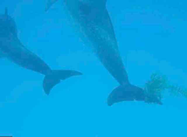 Spotted dolphin with Sargassum on fluke, Bahamas, July 17, 2011/Kaitlin Marsh