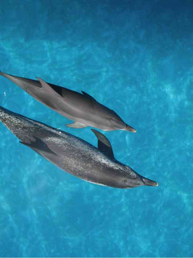 Atlantic spotted dolphins, Bahamas, July 2008/GK Wallace