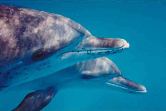 Spotted dolphins, Bahamas, undated/Kathy Tye