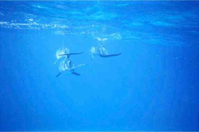 Spotted dolphins, Bahamas, July 2008/GK Wallace