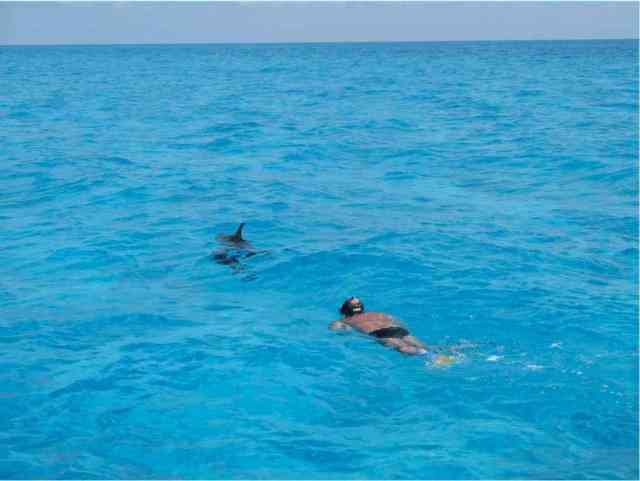 Spotted dolphins & snorkeler, Bahamas, July 2008/GK Wallace
