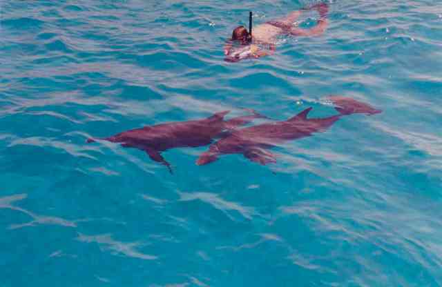 Denise Herzing & spotted dolphins, Bahamas, Summer 1989/Craig Murray