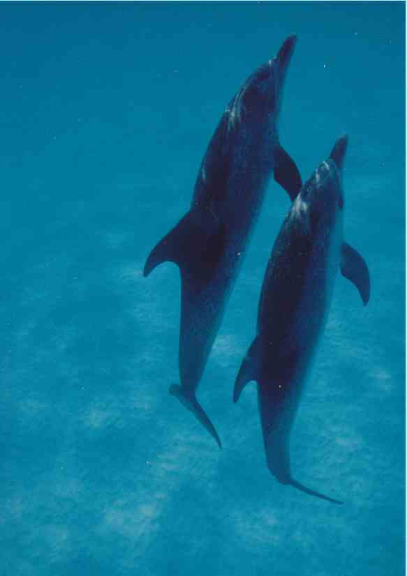 Spotted dolphins, Bahamas, Summer 1989/Craig Murray