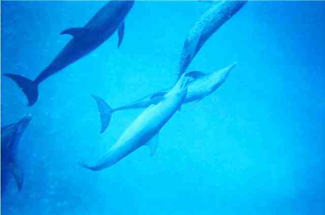 Spotted dolphins, Bahamas, July 2008/GK Wallace
