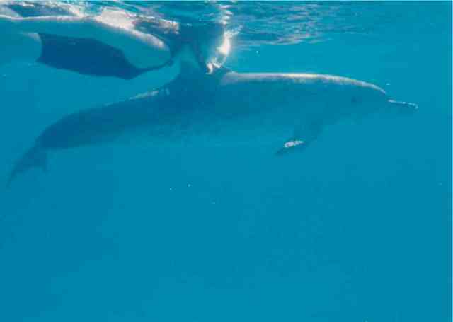 Spotted dolphin & snorkeler, Bahamas, Summer 1989/Craig Murray