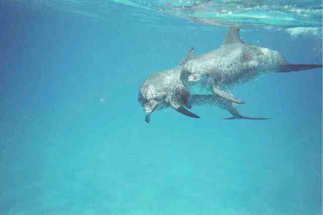 Spotted dolphins, Bahamas, July 2009/GK Wallace