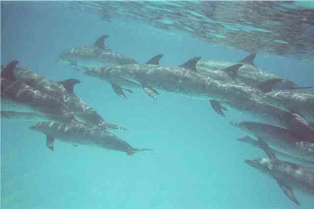 Spotted dolphins, Bahamas, July 2009/GK Wallace
