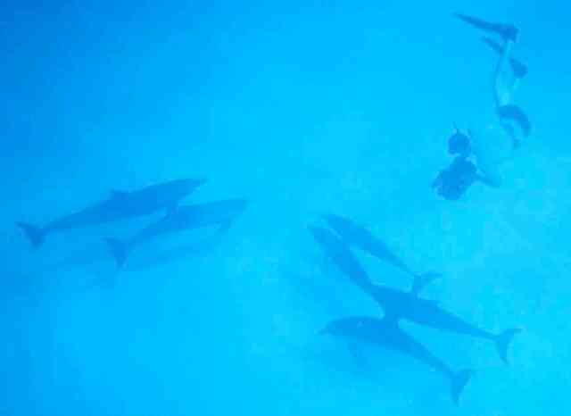 Spotted dolphins & snorkeler with camera, Bahamas, July 2008/GK Wallace