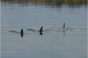 Wayward orcas in Nushagak River, Alaska, undated/Jon Sharp, The Baltimore Sun (10/9/11)